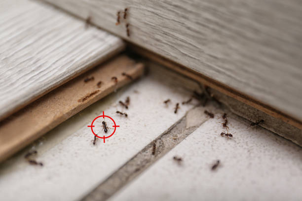 Best Cockroach Control Services  in Gramercy, LA